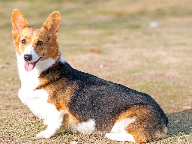 Pembroke Welsh Corgi thumbnail